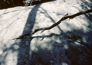 LEICA M3, SUMMICRON 2/50